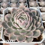 Echeveria Snowball Variegated - Image 2