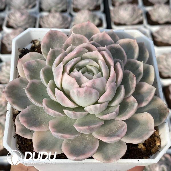 Echeveria Snowball Variegated - Image 2
