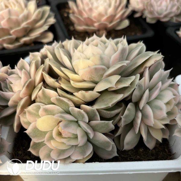 Echeveria Onslow Variegated Clustering - Image 2