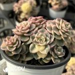 Echeveria Rolly Variegated Clustering - Image 2