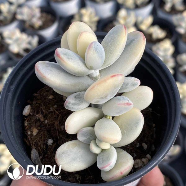 Cotyledon Orbiculata Round Leaf Variegated (1-2 Head) - Image 2