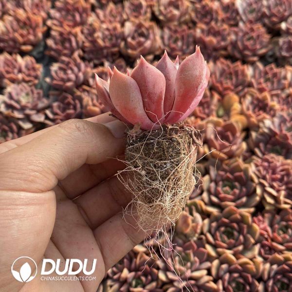 72pcs Echeveria Oney Seedlings - Image 2