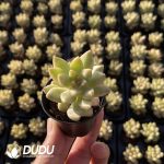 Echeveria 100pcs Set (5 varieties*20pcs) - Image 2