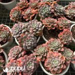 Echeveria Rain Drops Clustering - Image 2