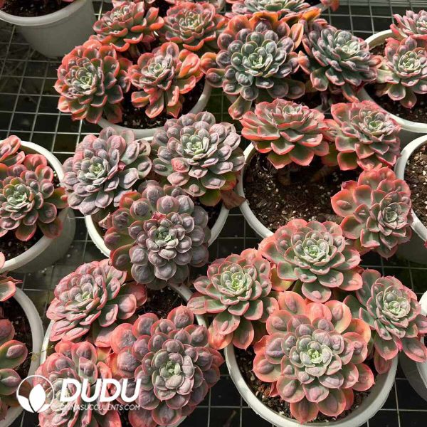 Echeveria Rain Drops Clustering - Image 2