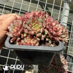 Echeveria Bloody Clustering - Image 2