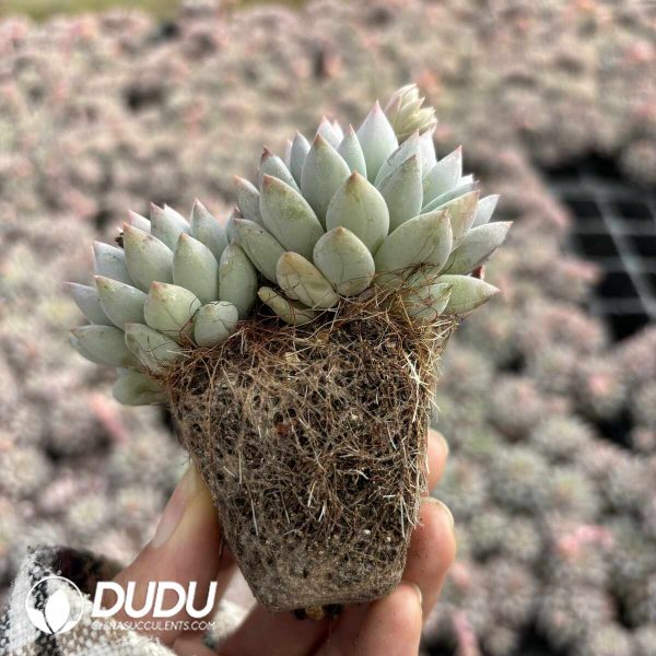 96pcs Pachyphytum Mingzhu Beauty Seedlings (2-5 Heads) - Image 2