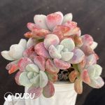 Echeveria Spotted Deer - Image 2