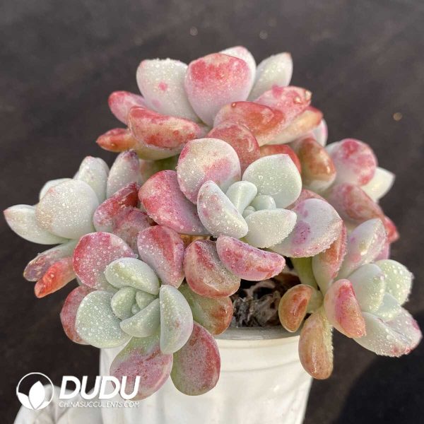 Echeveria Spotted Deer - Image 2