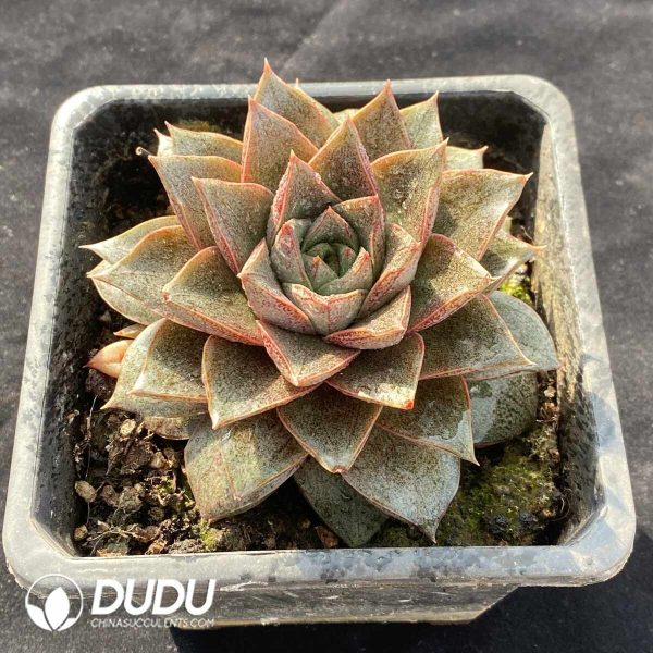 Echeveria Purpusorum - Image 2