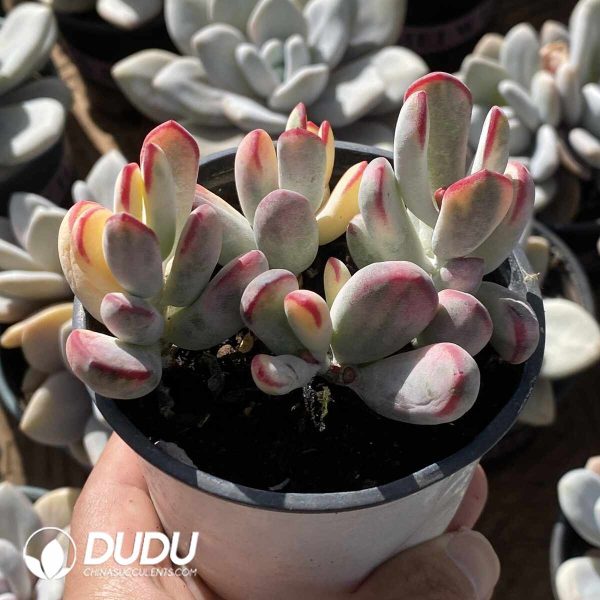 Cotyledon Orbiculata Variegated Clustering - Image 2