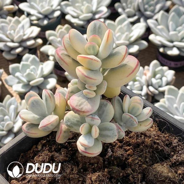 Cotyledon Orbiculata Oophylla Variegated Clustering - Image 2