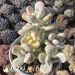 Cotyledon Orbiculata Oophylla Variegated Clustering - Image 2