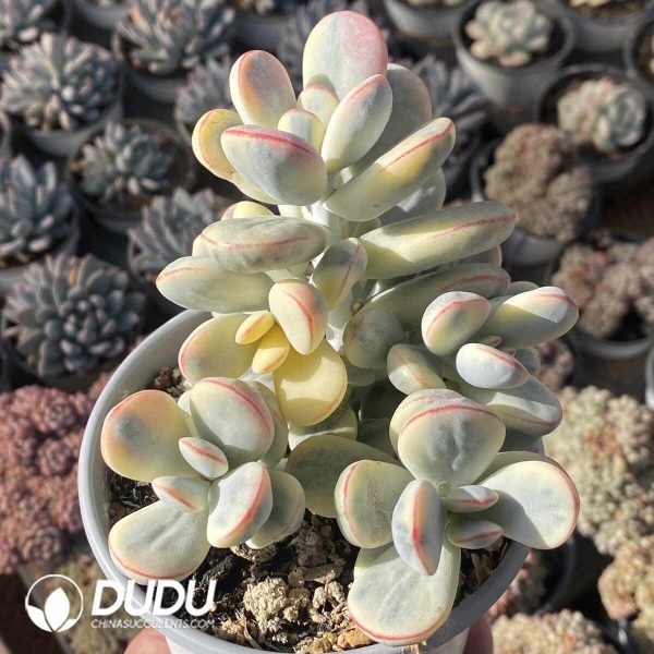 Cotyledon Orbiculata Oophylla Variegated Clustering - Image 2