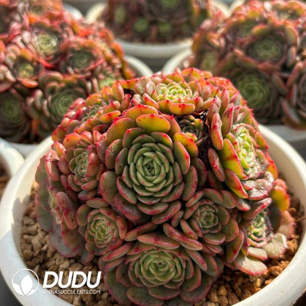 Echeveria Candy Baby Clustering - Image 2