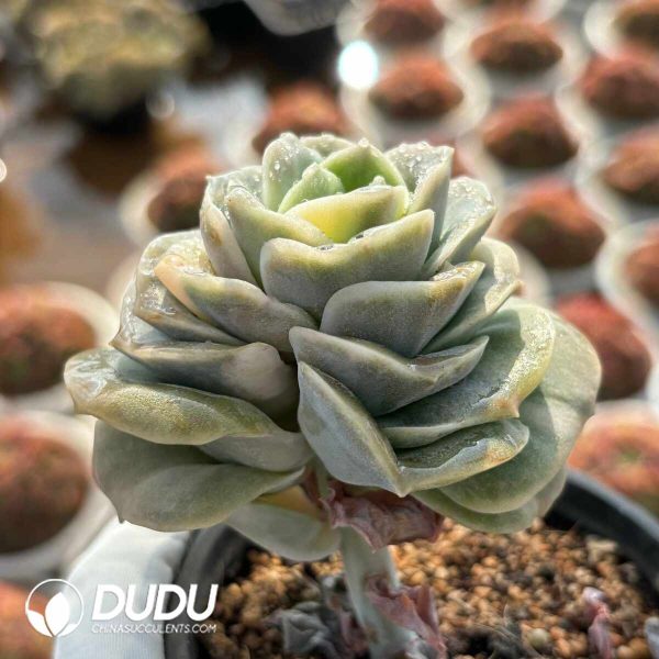 Echeveria Lovely Rose Clustering - Image 2