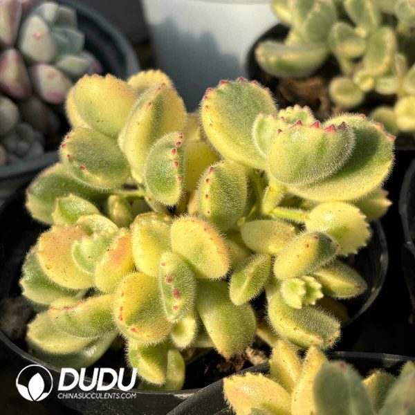 Cotyledon Tomentosa Bears Paw White Variegated Clustering - Image 2