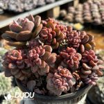 Echeveria Truffle Clustering - Image 2