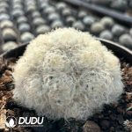 Mammillaria Plumosa - Image 2