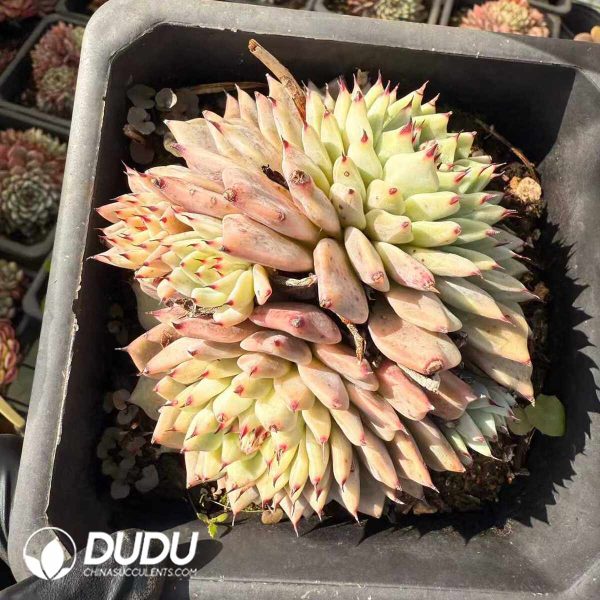 Echeveria Cuspidata var. Zaragozae Clustering - Image 2