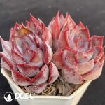 Echeveria Dark Ice Double Heads - Image 2