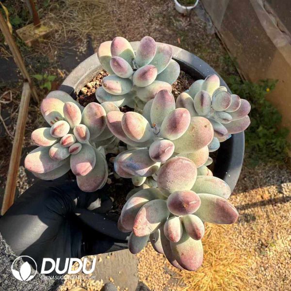 Cotyledon Orbiculata Oophylla Variegated Clustering - Image 2