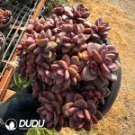 Echeveria Diana Clustering - Image 2