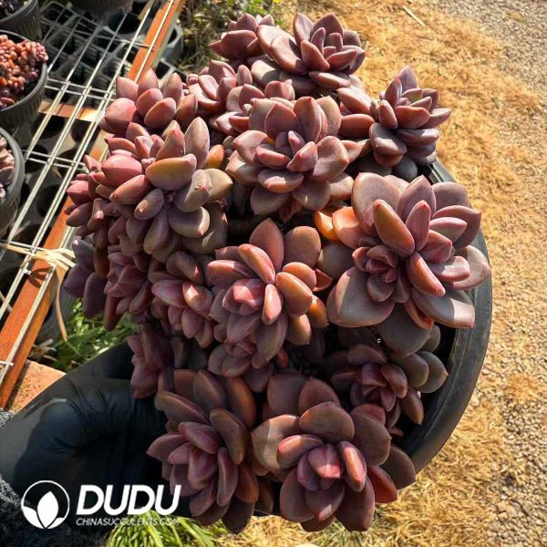 Echeveria Diana Clustering - Image 2