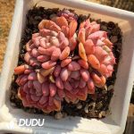 Echeveria Red Sleeve Lady Clustering - Image 2