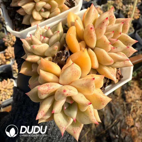 Echeveria Arzee Clustering - Image 2