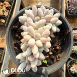 Graptopetalum Tangyuan Cristata - Image 2