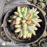 Pachyphytum Uralakara Clustering - Image 2