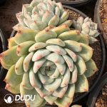 Echeveria agavoides Wax Clustering - Image 2