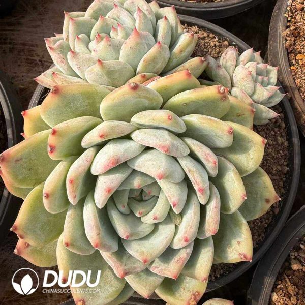 Echeveria agavoides Wax Clustering - Image 2