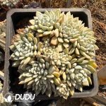 Echeveria Baiyi Clustering - Image 2