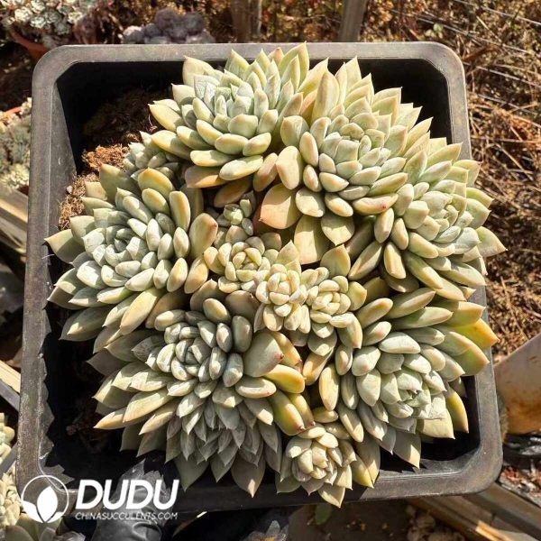 Echeveria Baiyi Clustering - Image 2