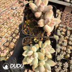 Pachyphytum Star Clustering - Image 2