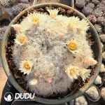 Mammillaria plumosa - Image 2