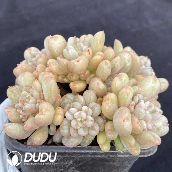 Echeveria Bill Gates Clustering - Image 2