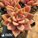 Echeveria Red - Image 2