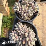 Pachyphytum Angel's Finger Clustering - Image 2