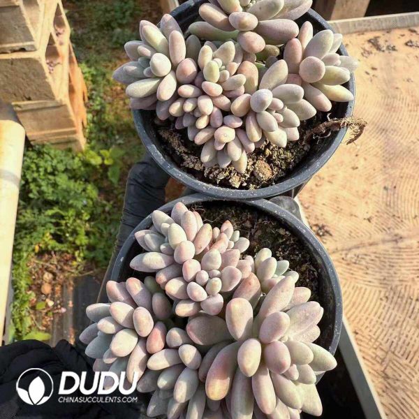 Pachyphytum Angel's Finger Clustering - Image 2