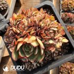 Echeveria Yangjin Cristata - Image 2