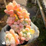 Sedum clavatum Clustering - Image 2