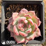 Echeveria Kaza - Image 2