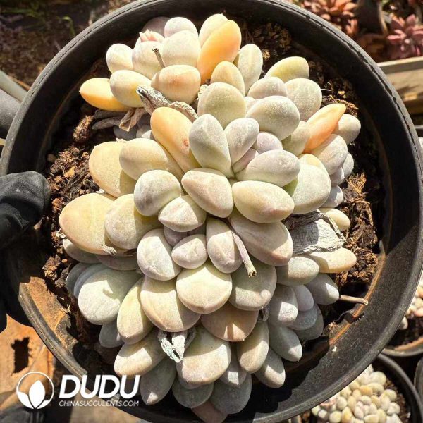 Pachyphytum Xiangyu Clustering - Image 2