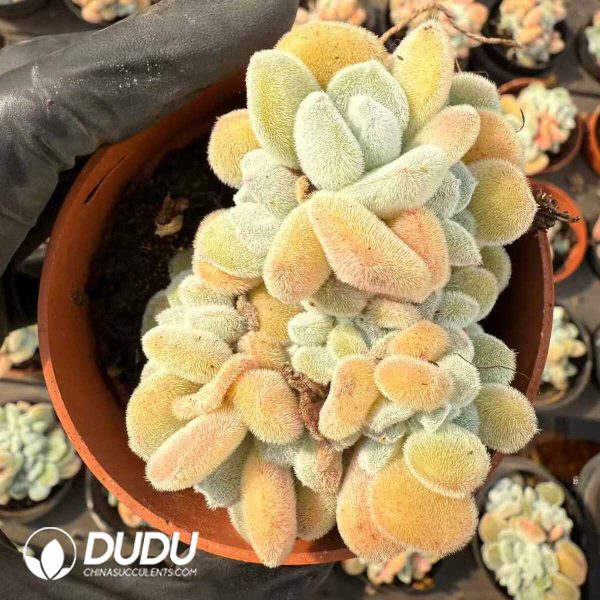 Echeveria pulvinata Frosty Cristata - Image 2