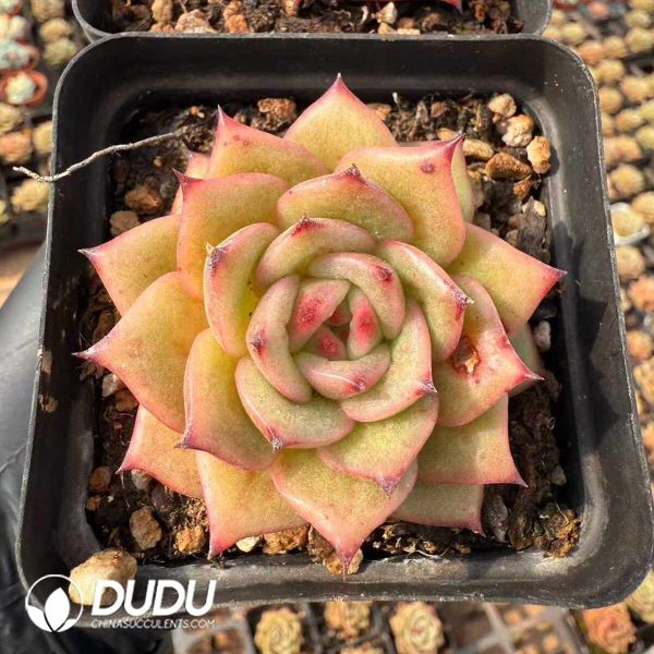 Echeveria Rose Variegated - Image 2