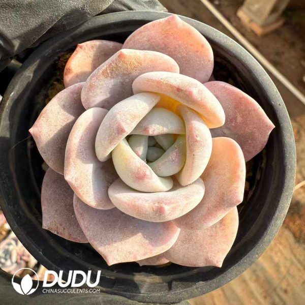 Echeveria Cherry Snow - Image 2