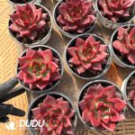 Echeveria Lola - Image 2